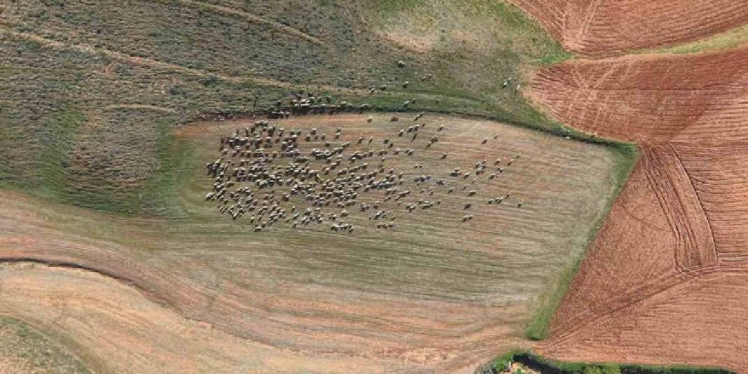 Binlerce kilometreden bozkıra geldi! Sürü artık ona emanet 6